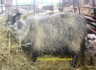 Tonte de mouton Img_2010