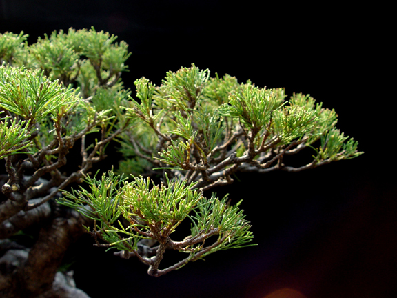 Casuarina Equisetifolia (Cemara Udang or Mu Ma Huang) - Page 4 212