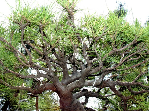 grafting - Casuarina Equisetifolia (Cemara Udang or Mu Ma Huang) - Page 4 311