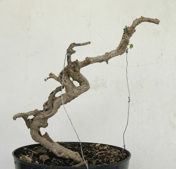 literati bonsai _dsc9010