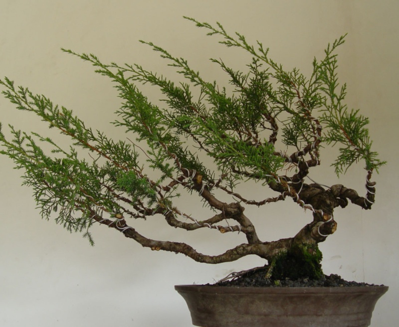 You still have your first bonsai?  - Page 2 A14