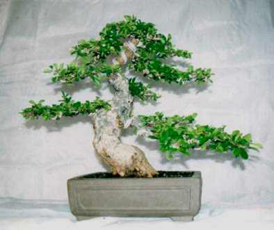 You still have your first bonsai?  - Page 2 Bci10