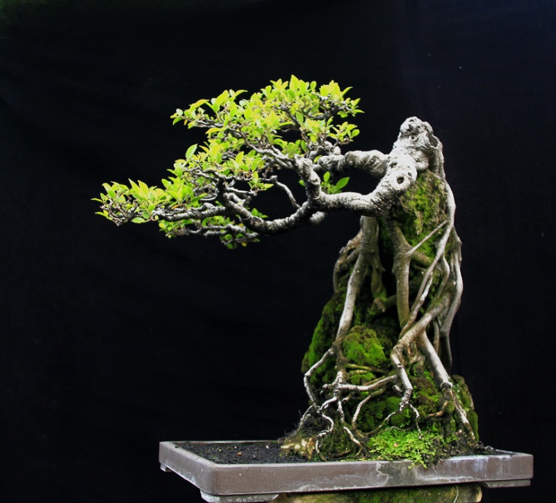 Ficus - which front ? D11