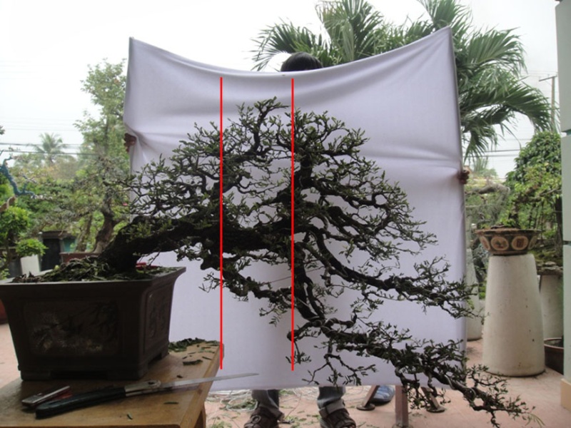 tamarind  bonsai tree - Page 2 Tamari10