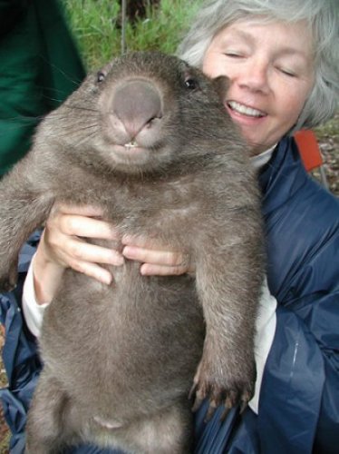 De quel animal s'agit-il?? - Page 3 Wombat10