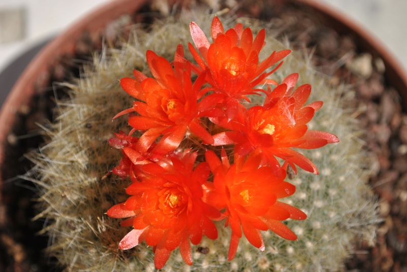 echinocereus primaverile 01810