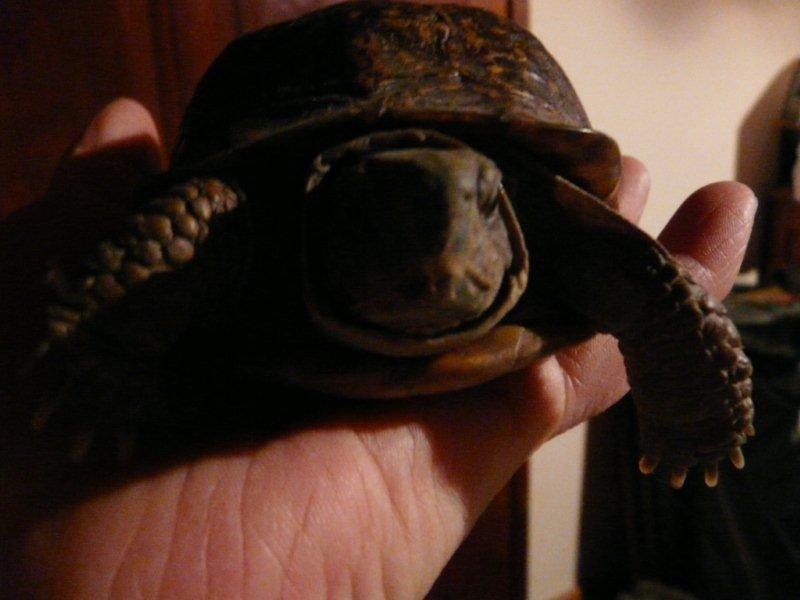 Tortue boîte P1020113