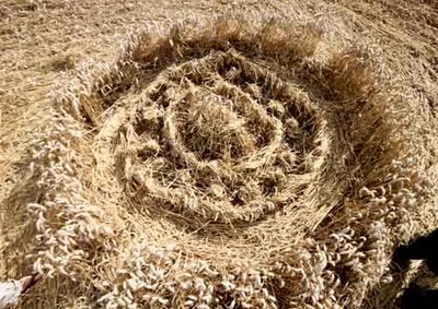 crop circle - Le dernier crop circle est beau Crop-c14