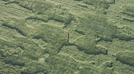 Crop circles année 2012 Imagen11