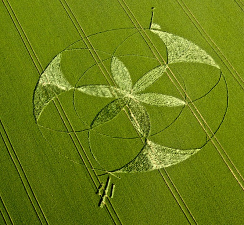 Crop circles année 2012 - Page 5 Img28510