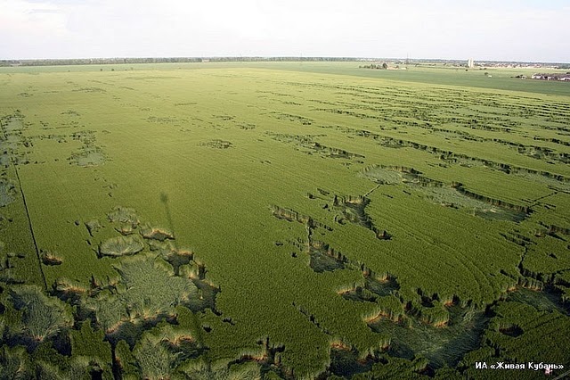 Crop circles année 2012 Y_e2a010