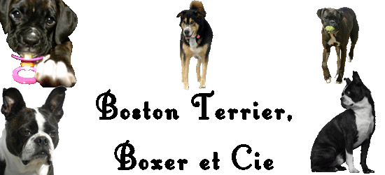 Boston Terrier, Boxer et Cie
