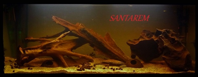 240l Biotope Amazonien. 240l10