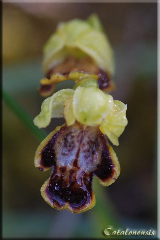 Orchidées de Sardaigne, avril 2008 Ortuab11