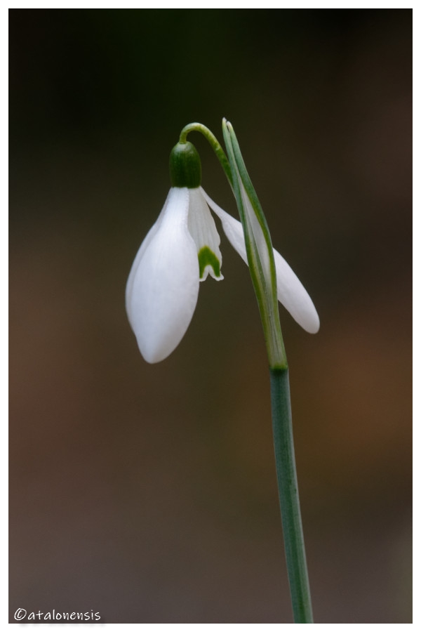 Premiers Perce-neige dans les PO - 18 janvier Perce_10