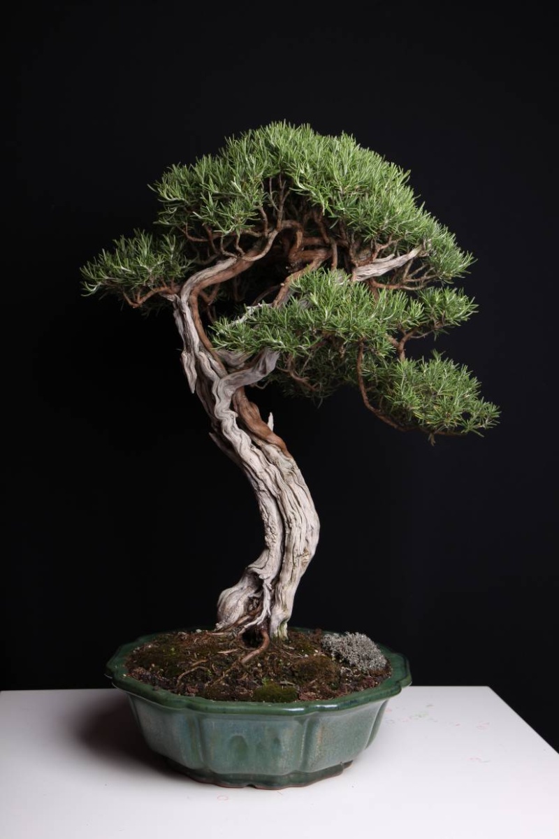 ROSMARINUS OFFICINALIS " WABI-SABI " D10