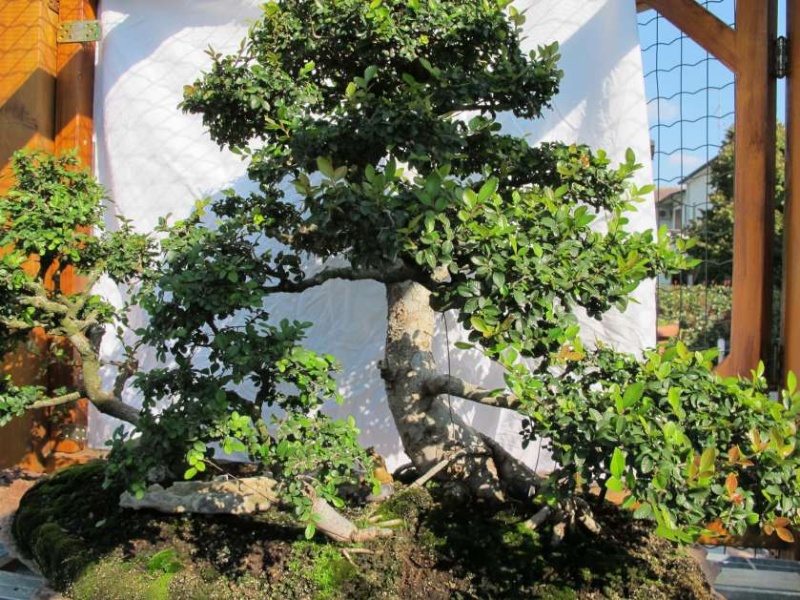 " BOSCO DELLA MEDITAZIONE " olmo zelcova Dietro23