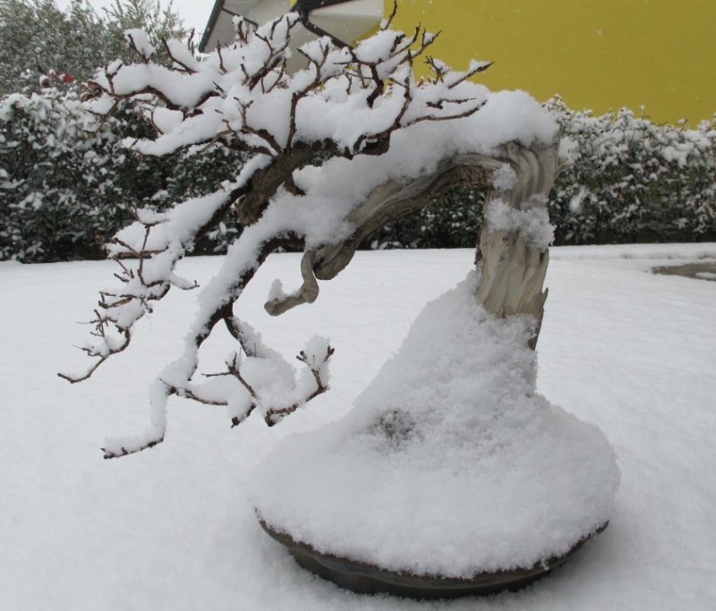 ALBERO DELLA NEBBIA cotinus " SCOTANO " - Pagina 2 Dietro27