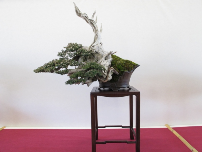 2ª Edizione - Bonsai sotto il cielo d'inverno - Generazioni a Confronto Erica_10