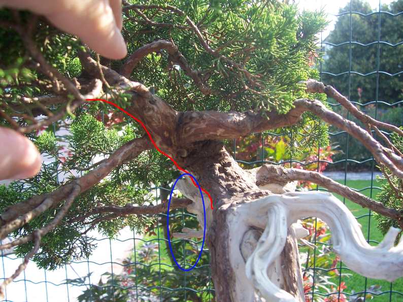 juniperus " ITOIGAWA " Eviden10