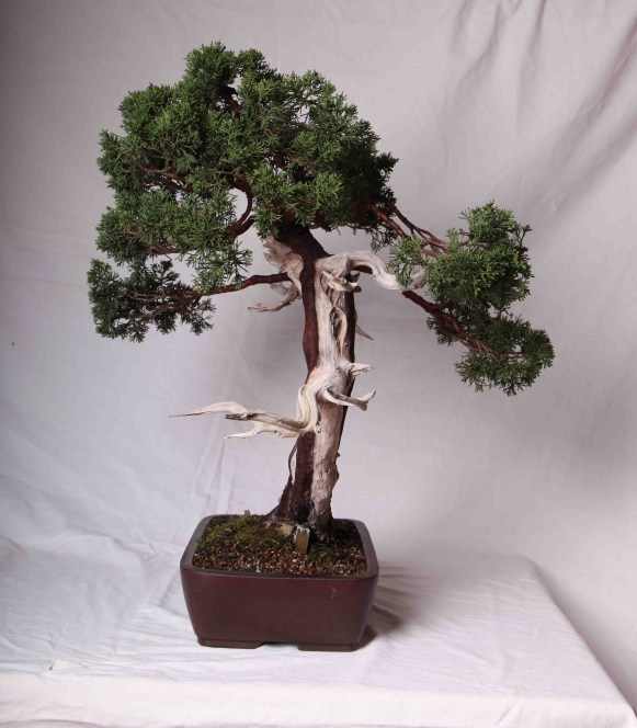 juniperus " ITOIGAWA " Lato_d11