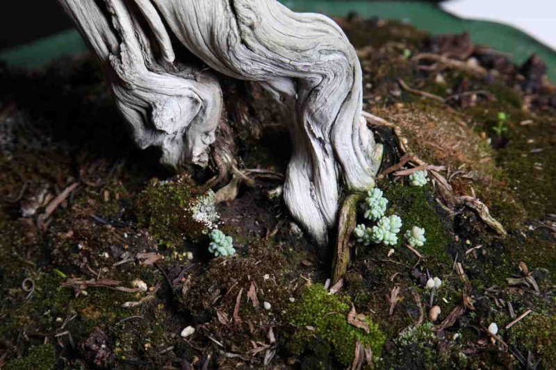 ROSMARINUS OFFICINALIS " WABI-SABI " Partic10