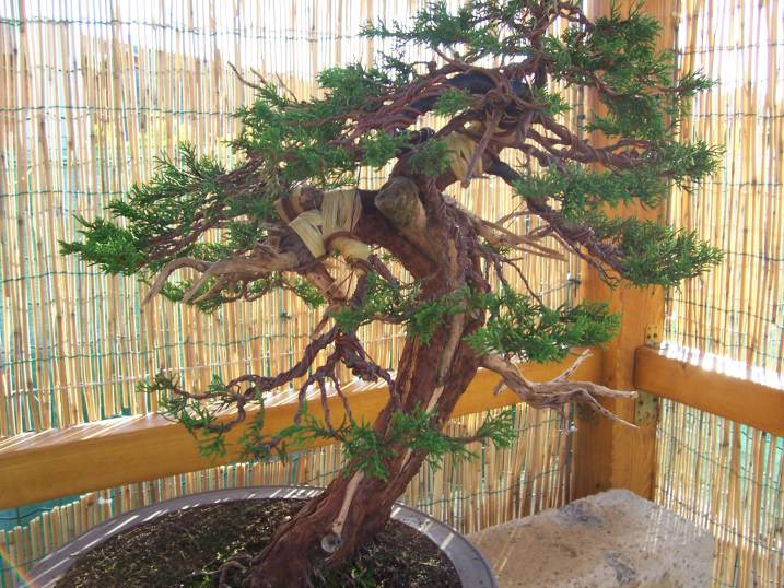 juniperus " ITOIGAWA " Partic18