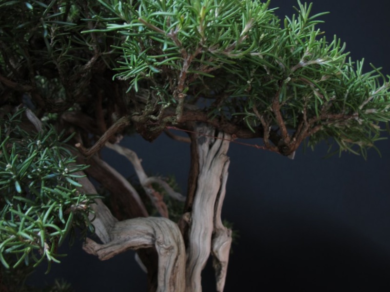 ROSMARINUS OFFICINALIS " WABI-SABI " Partic49