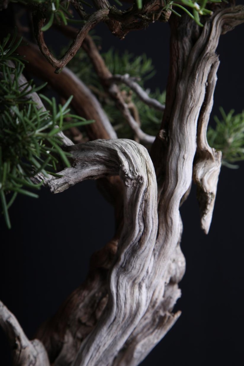 ROSMARINUS OFFICINALIS " WABI-SABI " Secco_12