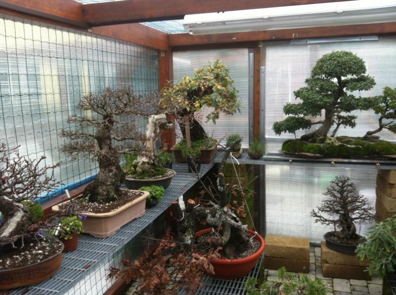 IL MIO GIARDINO ... bonsai e non  - Pagina 2 Serra_13