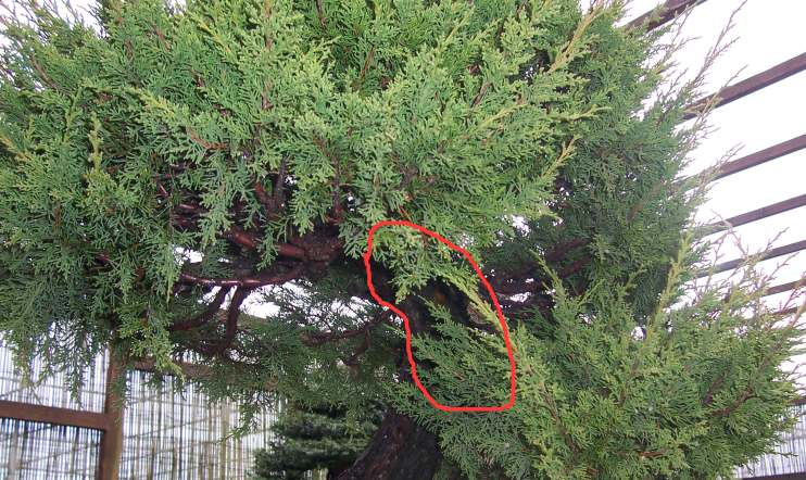 juniperus " ITOIGAWA " Shari_11