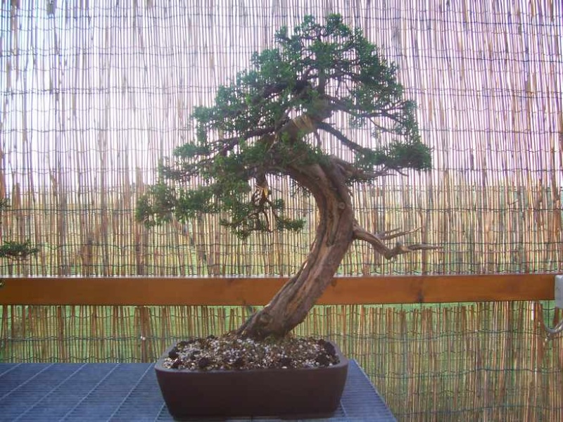 juniperus " ITOIGAWA " Vaso_c10
