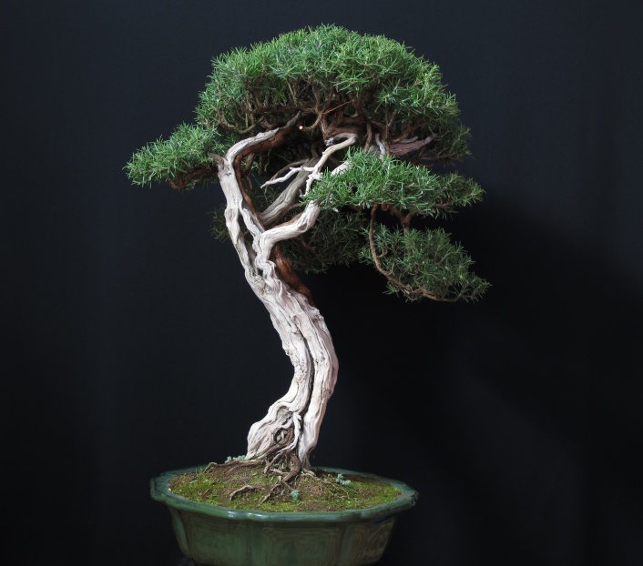 ROSMARINUS OFFICINALIS " WABI-SABI " Vecchi10