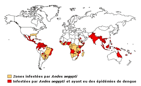 identification guppy - Page 3 Dengue10