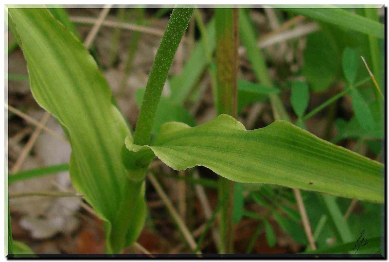 Epipactis muelleri dans l'Allier (03)  Dsc05813