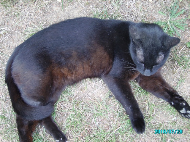 Calin a son poste de vigile Fleurs10