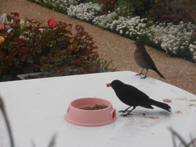 Reconnaitre les oiseaux de nos jardins... - Page 6 Jardin23