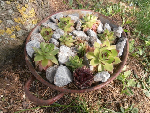 sempervivum La_mar11