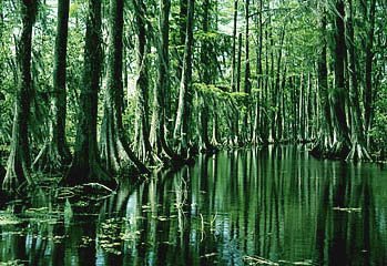 El Pantano Manchac Swamp, Louisiana Cypres10