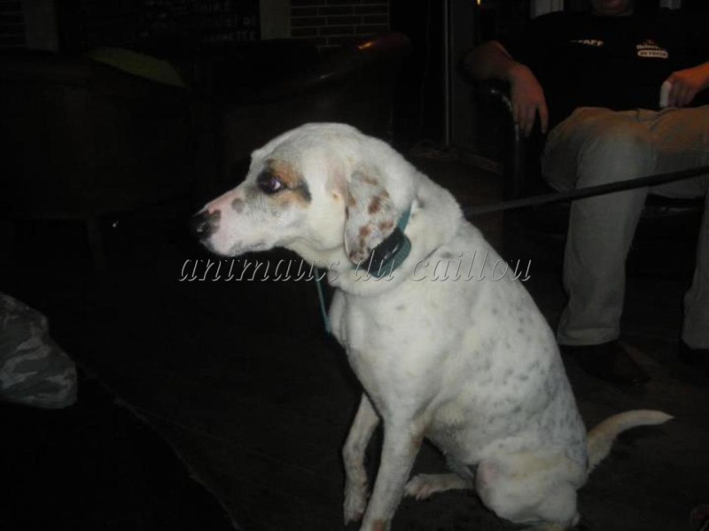 TROUVE chienne blanche tâchetée de gris collier anti-fugue à la baie des citrons le 11/06/2012 Chien_65
