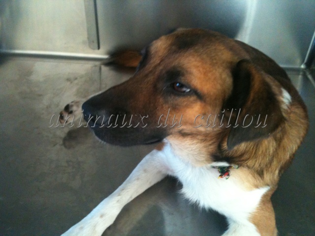 TROUVE chien marron et blanc taille moyenne ficelle couleur Jamaique autour du couple 22/06/2012 Chien_76