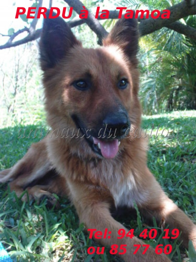 PERDU chien marron poils longs à la Tamoa le 20/06/2012 Chien_81