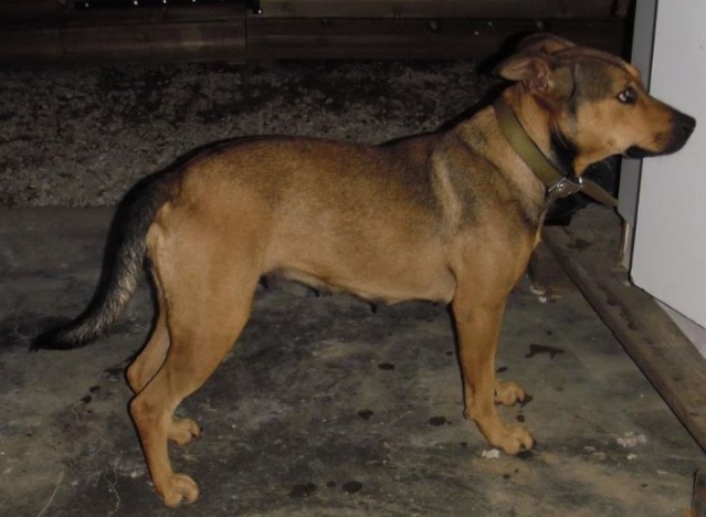 Trouvée chienne marron avec un peu de noir de taille moyenne à Robinson octobre 2011 Chienn36
