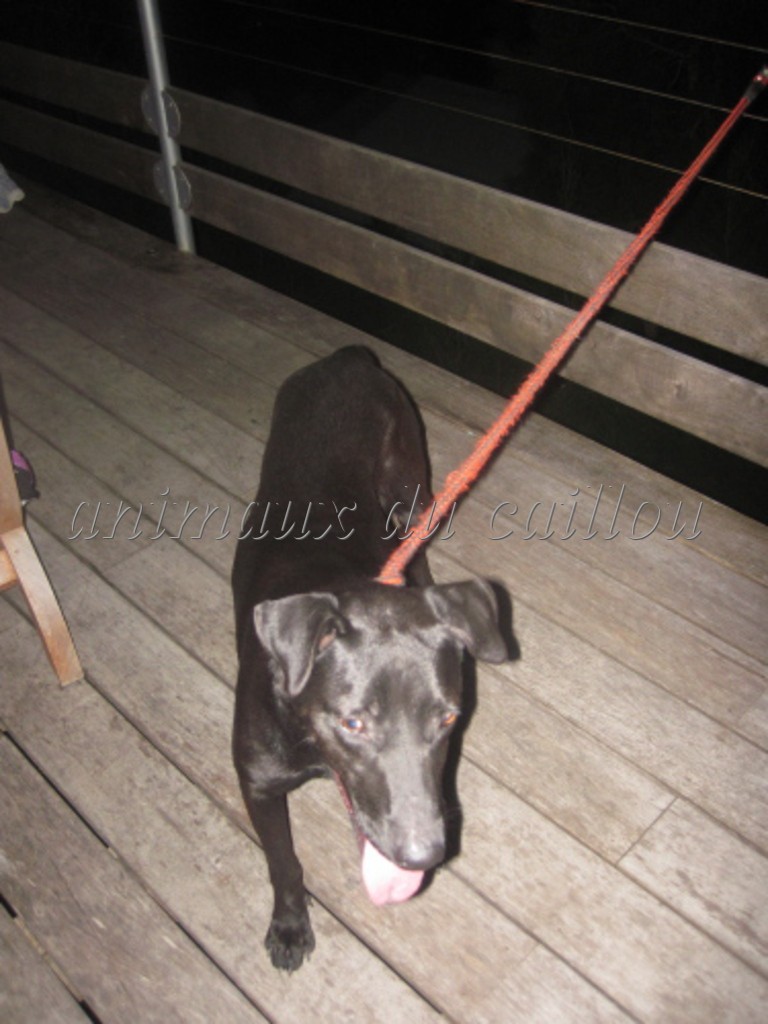 TROUVEE chienne noire à Sainte Marie le 10/06/2012 Chienn60