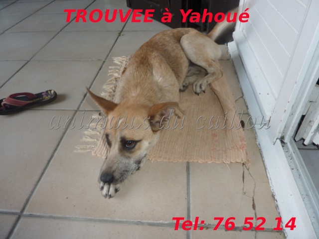 TROUVEE chienne couleur fauve et blanche avec un collier jaune avec clochette à Yahoué le 27/11/2012 Chienn65