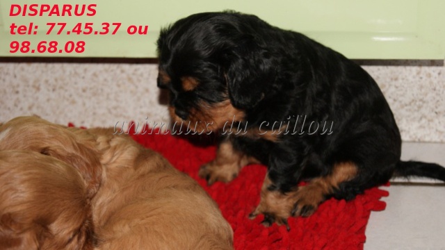 VOLE deux chiots Cavalier King Charles à la Vallée des Colons le 14/06/2012 Chiots23