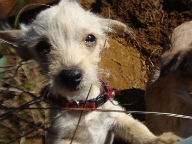 PERDU croisé chihuahua/caniche beige de petite taille à Yahoué depuis octobre 2011 Croisa45