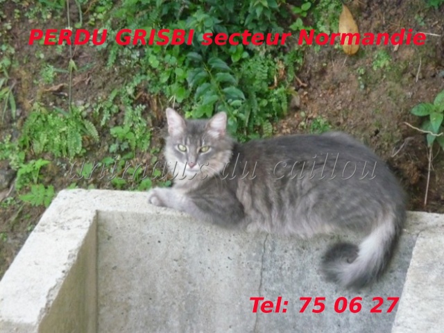 PERDU GRISBI chat gris au poils longs secteur Normandie fin juillet 2012 Grisbi10