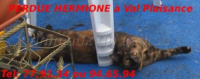 PERDUE HERMIONE chatte écaille de tortue tatouée à Val Plaisance le 01/12/2012 Hermio10