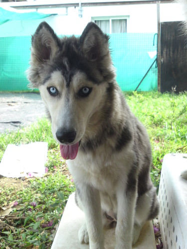 PERDUE husky noire et blanche, yeux bleus à Rivière Salée mi Mars 2012 Husky_11